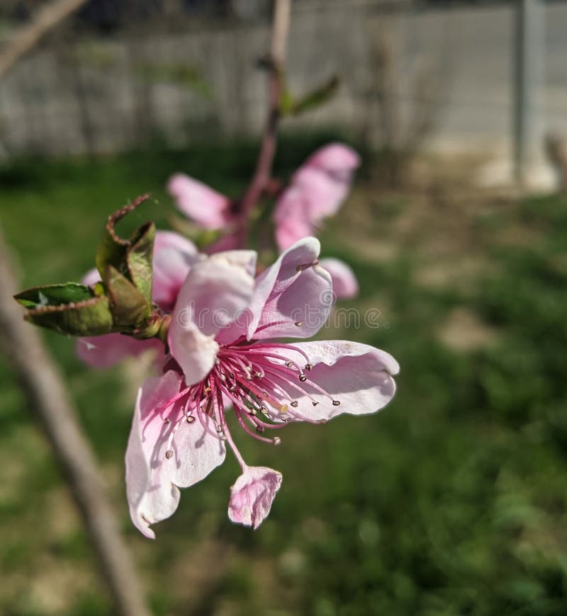 cherrytree notes change background color to white cherrytree notes change background color to white