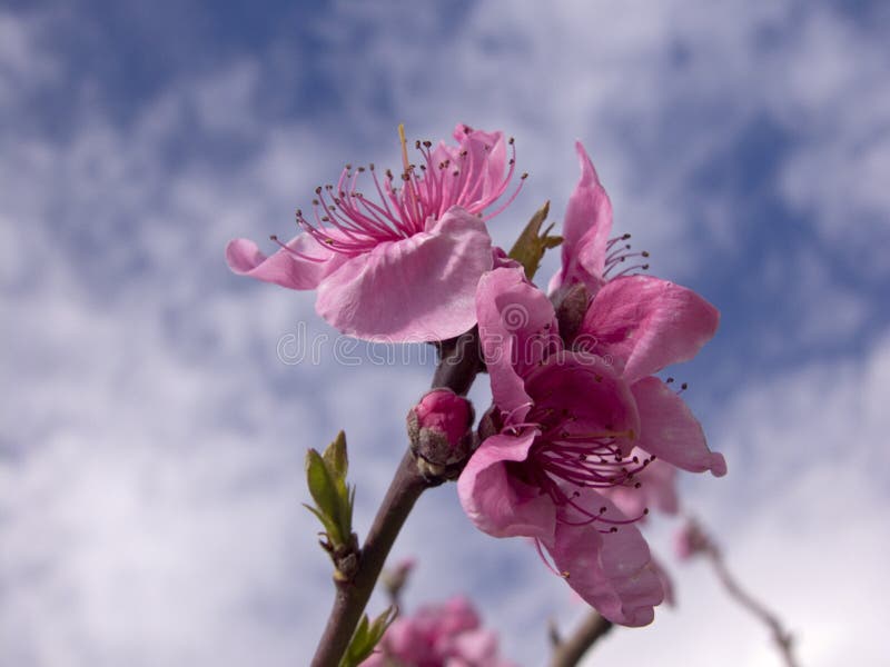 Apple tree blossoms