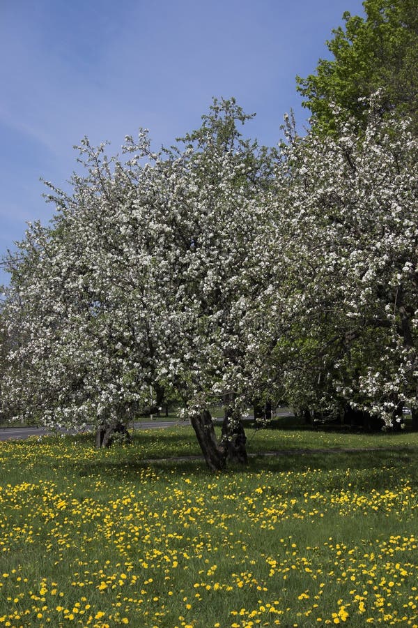 Apple tree with blossoms