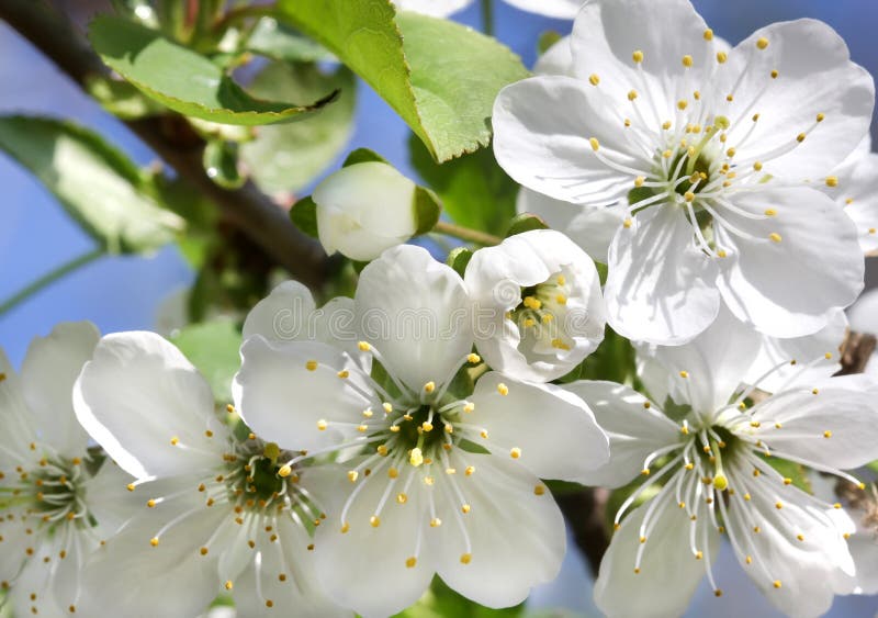 Apple tree blossoms stock image. Image of flowering, gardening 70206663