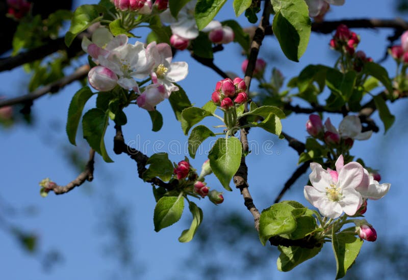 Apple tree blossoms stock image. Image of branch, apple 70203945