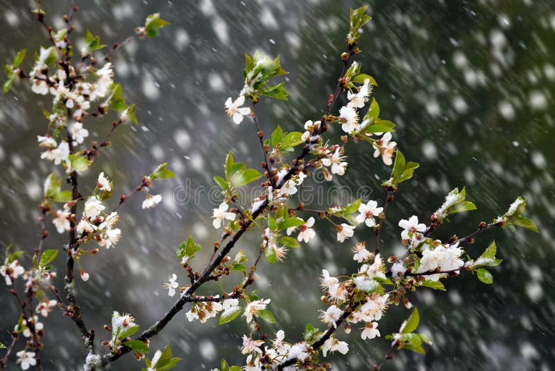 Unexpected snowfall stock image. Image of spring, winter 87270725