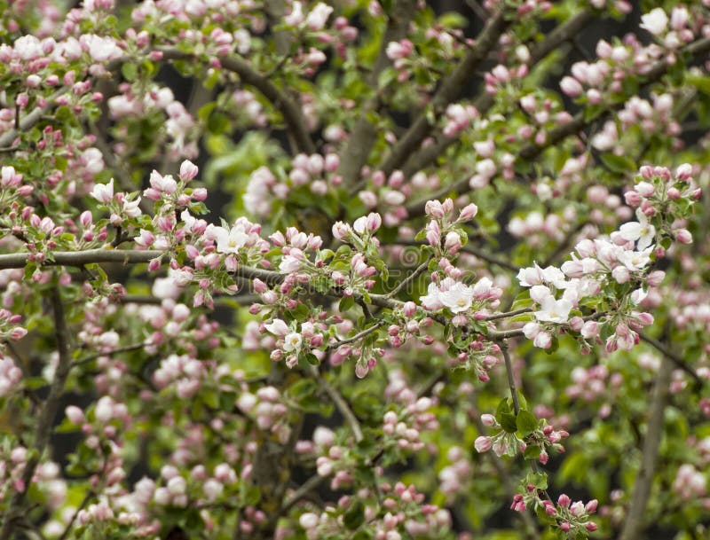 Apple Tree Blossoms On Springtime Stock Image - Image of flora ...