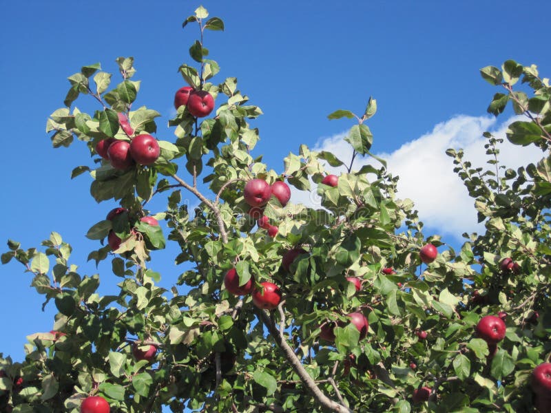 Apple tree stock image. Image of fruits, tree, apple 36346385