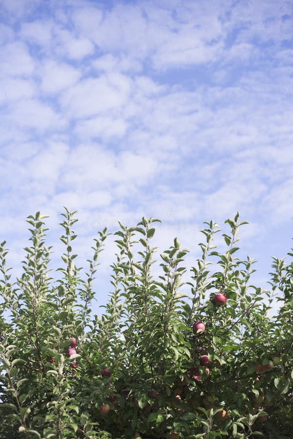Apple Tree and Blue Sky Background Stock Photo Image of apples
