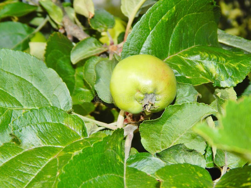 Not Ripe Green Apples on the Tree Stock Image Image of apples, happy