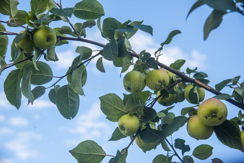 Apple Tree Branch with Green Apples on the Sky Background Stock Image