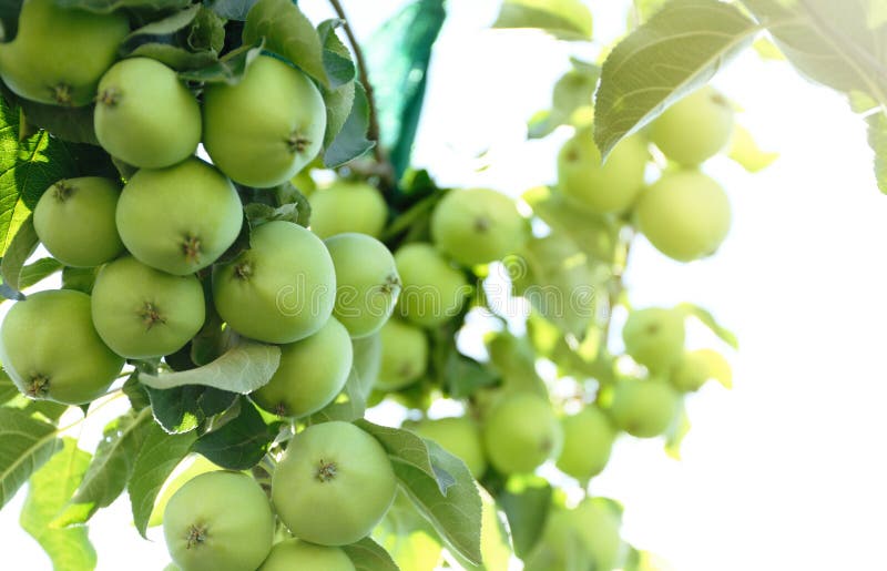Apple Tree Branch with Green Fruits Stock Photo Image of apple