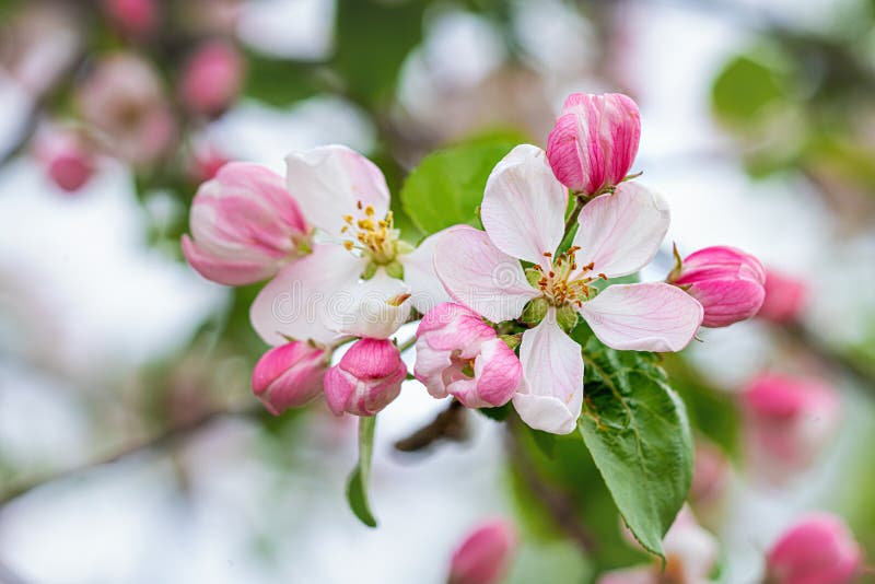Apple Tree Branch with Pink Blossoms in Spring Stock Image Image of