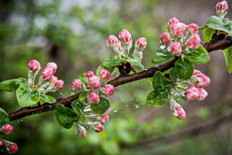 Apple tree branch with pink buds, covered with dew and cobwebs, spring morning