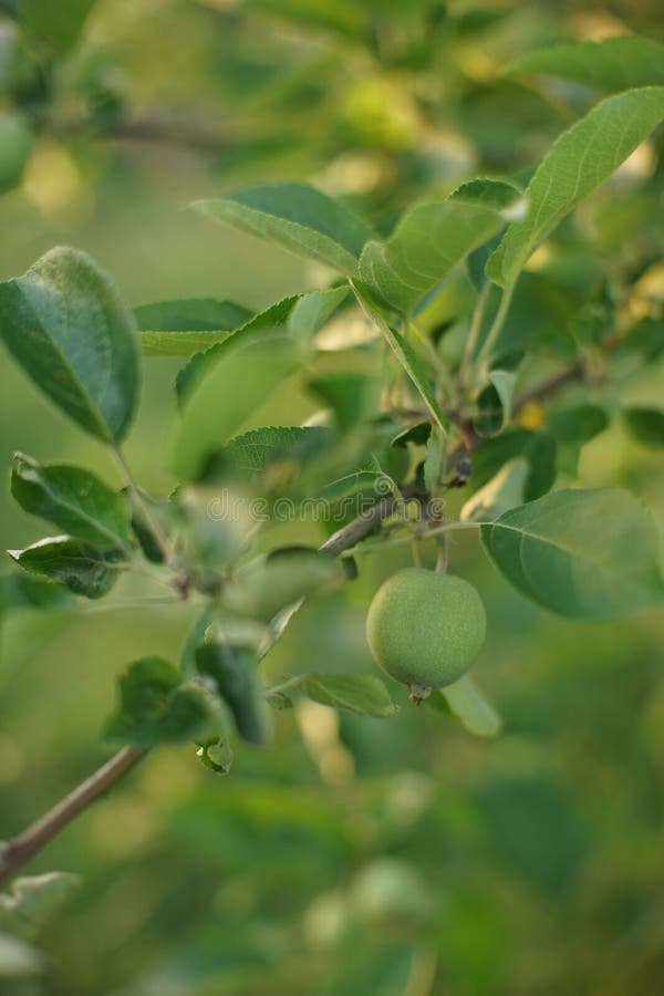 Apple Tree Branch with Young Green Fruit Stock Image Image of food