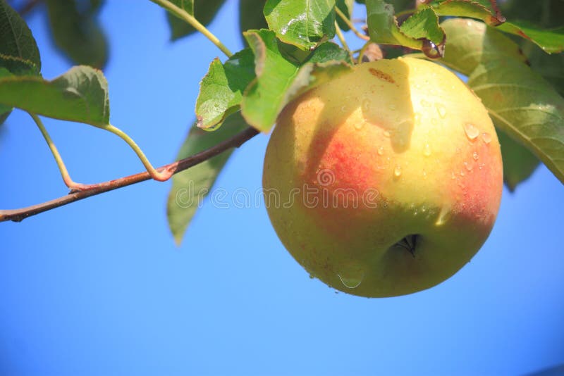 Apple Tree