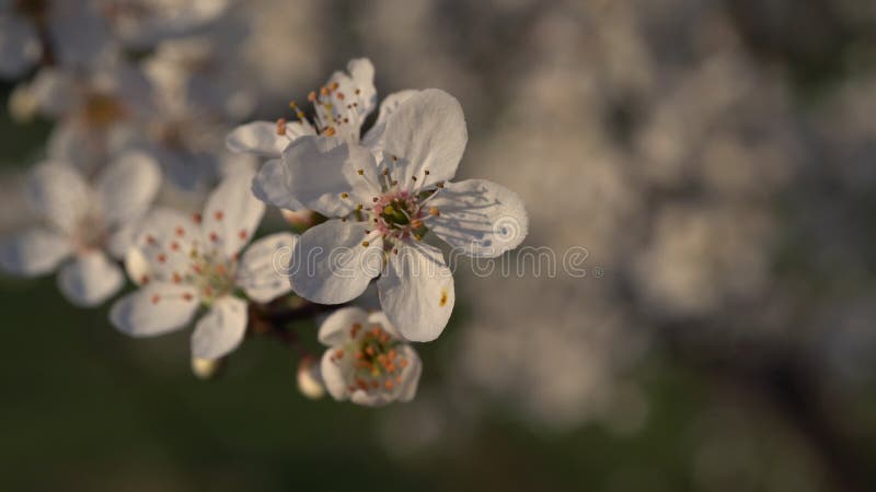 Closeup of Blooming Apple tree with white flowers Rack focus