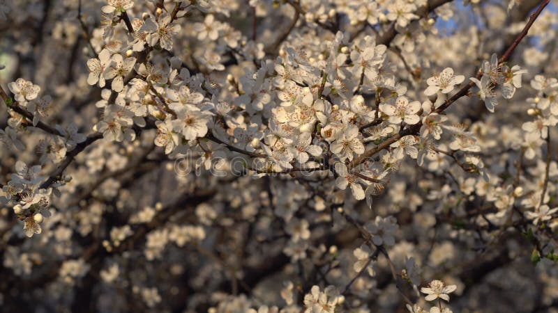 Closeup of Blooming Apple tree with white flowers Rack focus