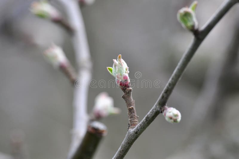 Apple tree bud closeup