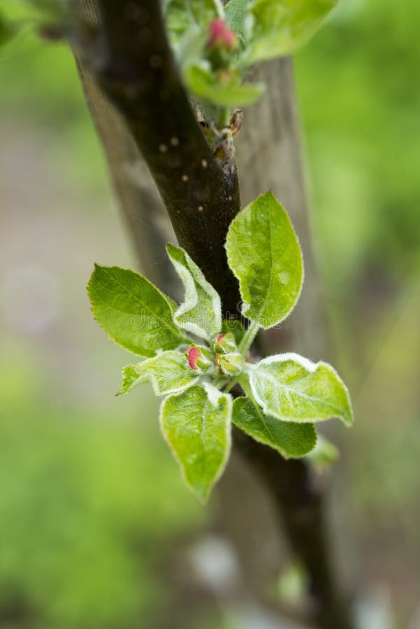 Apple tree bud stock photo. Image of vertical, gentle 41840248