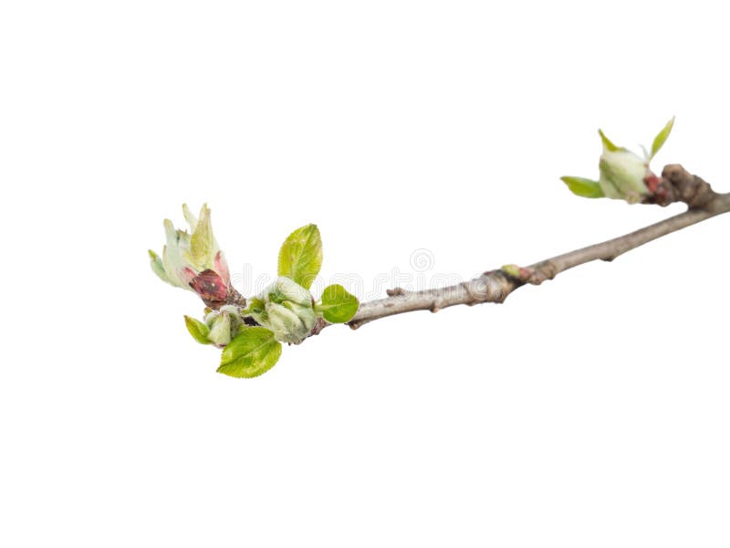 Bud of apple tree isolated on a white background. Bud of apple tree isolated on a white background