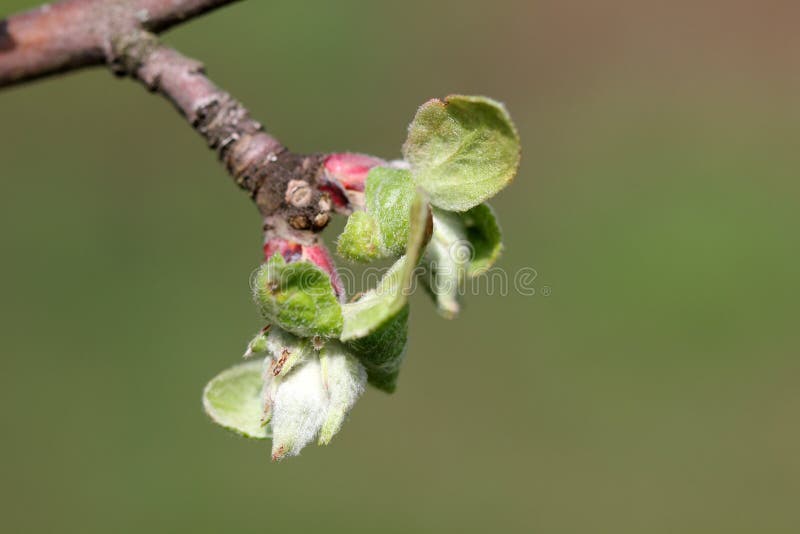 Apple tree buds stock image. Image of botany, leaf, macro 43434983