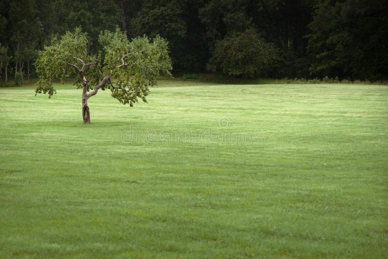 Lone Apple Tree in Green Fields among Woods in Black Forest Near Lauterbach, Germany Stock Image