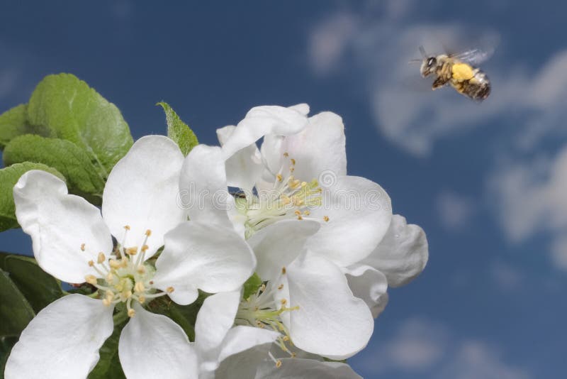 Apple tree flower and bee stock images