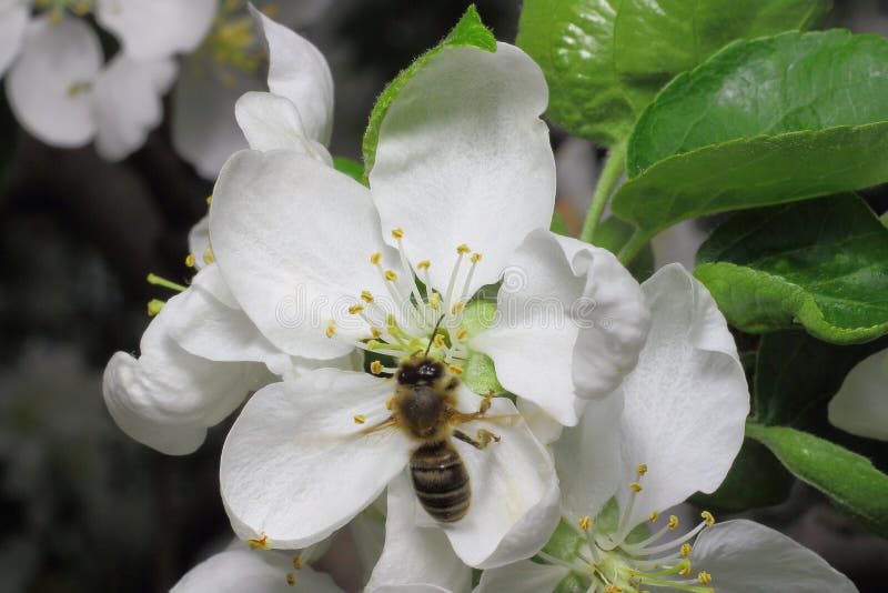 Apple tree flower and bee royalty free stock photography