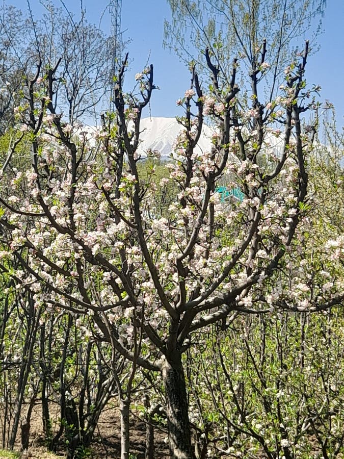 Apple Tree with Apple Flower Blossom in Kashmir Stock Image Image of