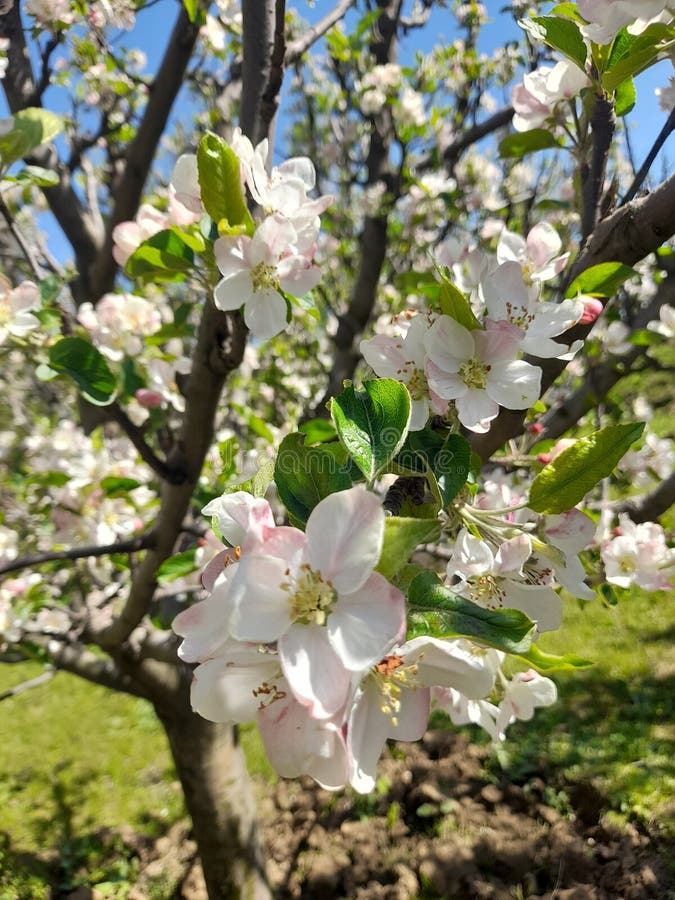 Apple Tree with Apple Flower Blossom in Kashmir Stock Photo Image of