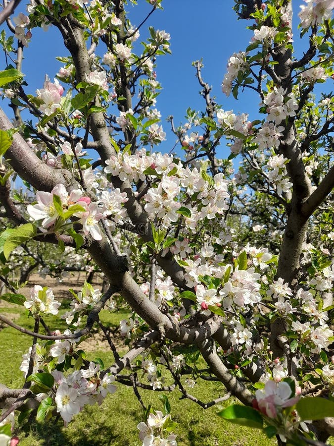 Apple Tree with Apple Flower Blossom in Kashmir Stock Image Image of