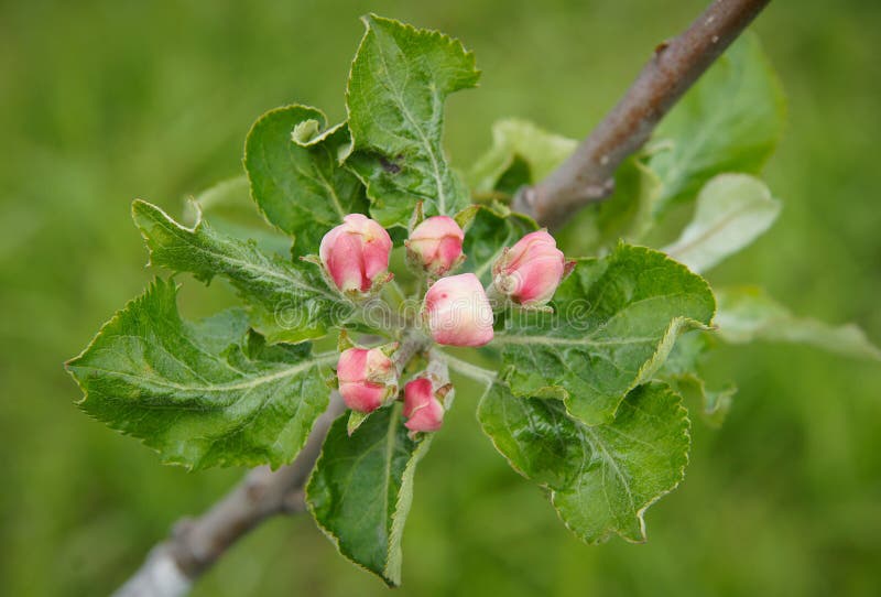 Apple tree flower buds stock photo. Image of blossom 219413282