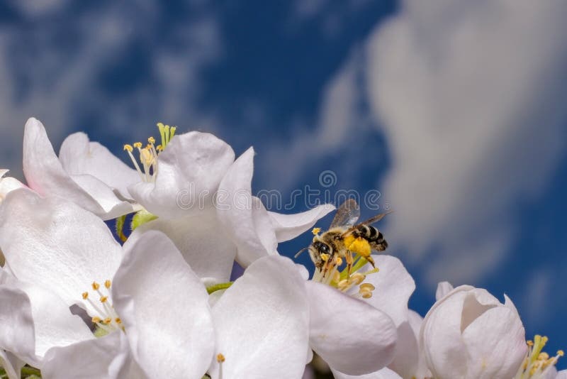 Apple tree flower and sky royalty free stock photos