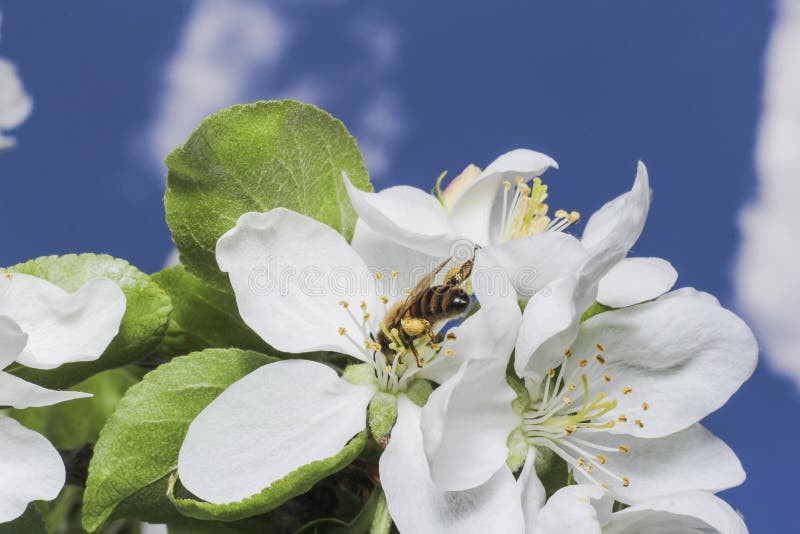 Apple tree flower and sky stock photography