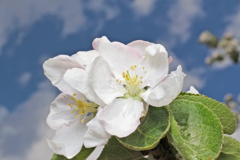 Apple tree flower and sky stock images
