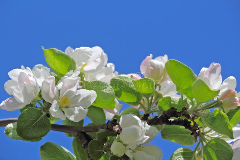 Apple tree flower and sky stock photo