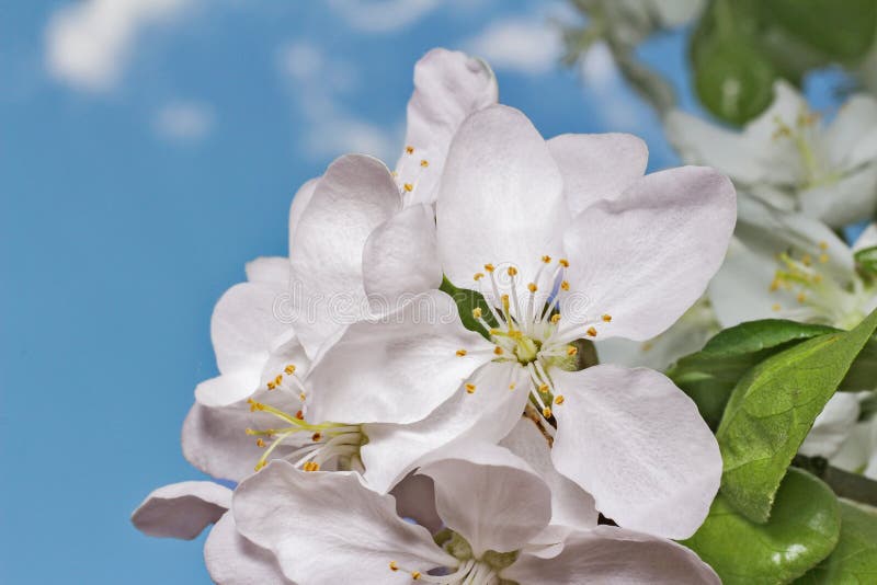 Apple tree flower and sky stock images