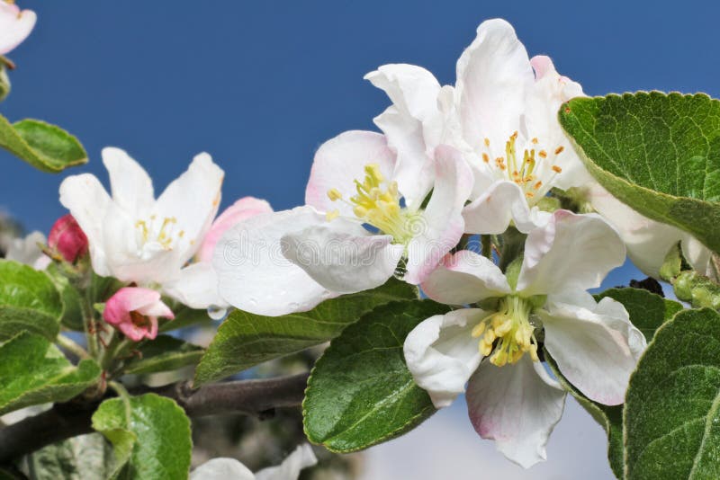 Apple tree flower and sky stock image