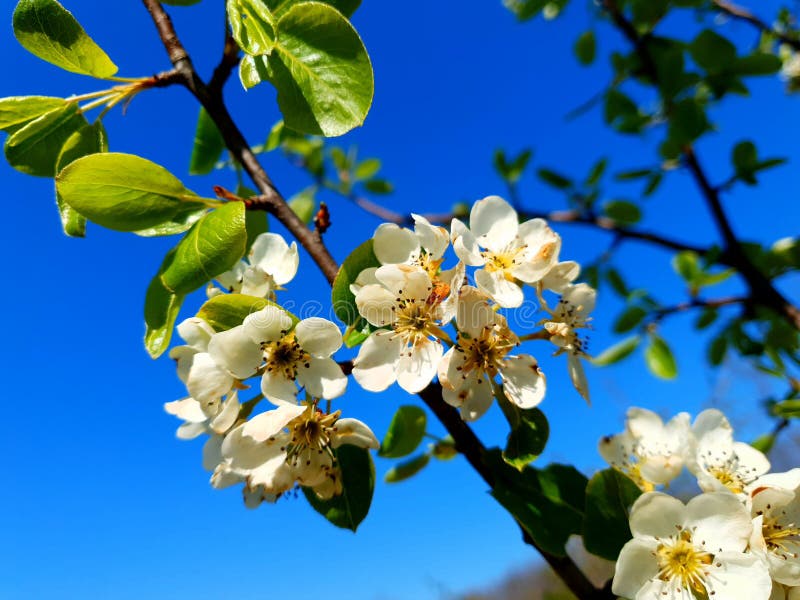 Apple Tree Flower in Spring Stock Photo Image of sunlight, shrub