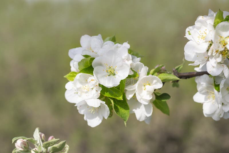 Apple Tree Flower in Spring Stock Image Image of garden, beautiful