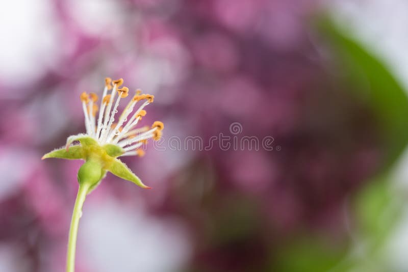 after apple tree petal fall spray