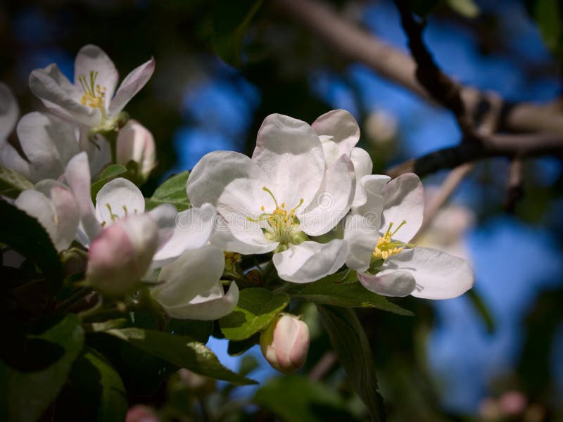 Appletree flowering stock image. Image of season, macro 97111935