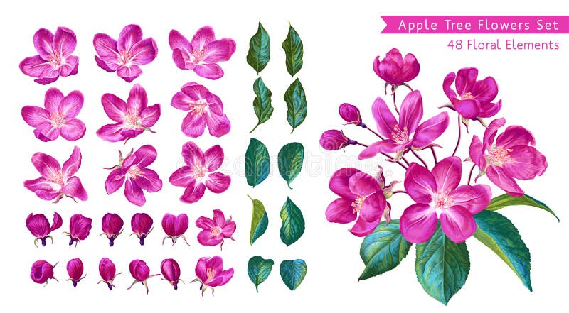 Large set of pink apple blossoms. vector illustration