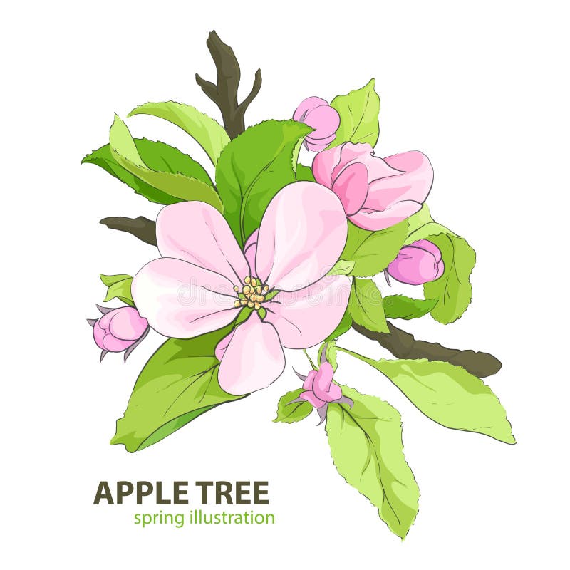 Beautiful Appletree Flowers on a Blue Background Stock Vector Illustration of drawing, leaves