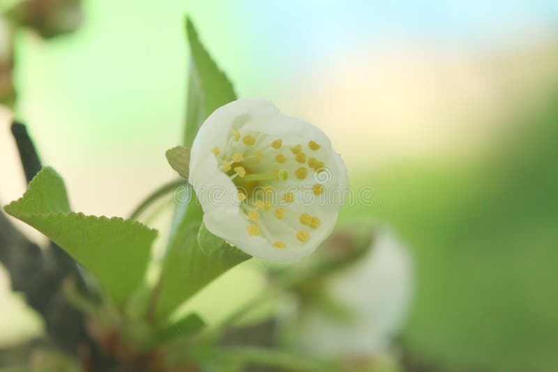 Apple Tree Tree Flowers in Spring. Spring Flowering Gardens Stock Photo