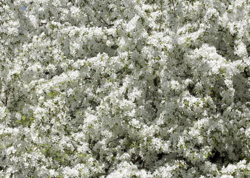 Apple-tree flowers. Spring garden - Blooming Tree. blossom apple tree. Beautiful blooming of apple trees over blue sky in spring p