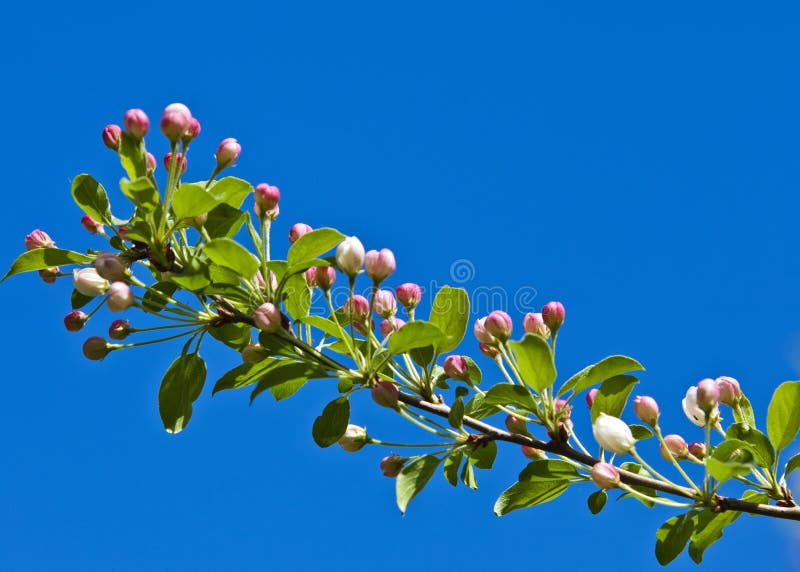 Apple-tree flowers. Spring garden - Blooming Tree. blossom apple tree. Beautiful blooming of apple trees over blue sky in spring p