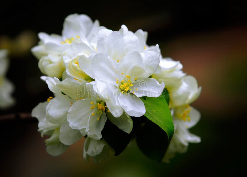 Apple-tree flowers. Spring garden - Blooming Tree. blossom apple tree. Beautiful blooming of apple trees over blue sky in spring p