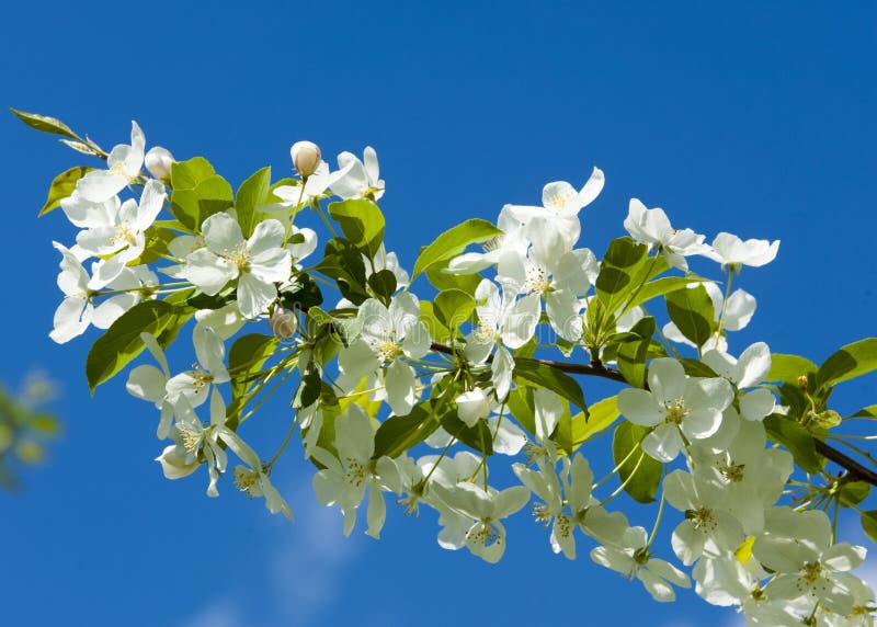 Apple-tree flowers. Spring garden - Blooming Tree. blossom apple tree. Beautiful blooming of apple trees over blue sky in spring p