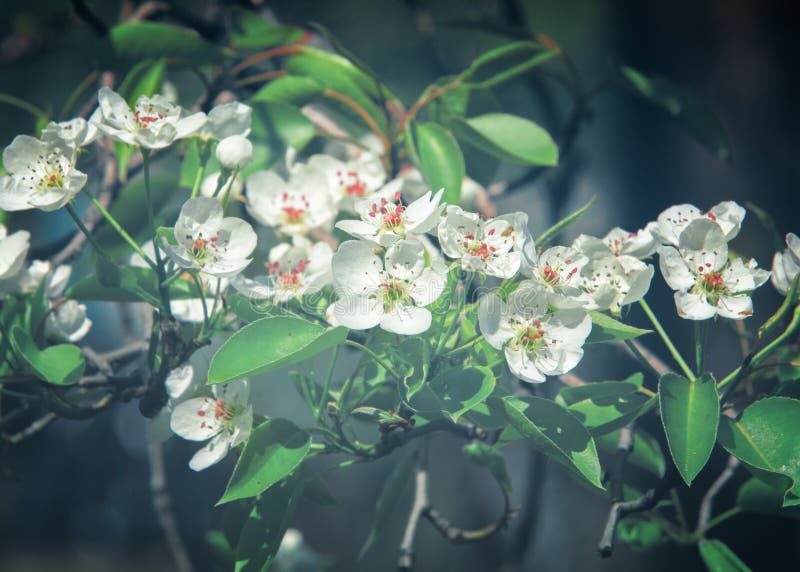 Apple-tree flowers. Spring garden - Blooming Tree. blossom apple tree. Beautiful blooming of apple trees over blue sky in spring p