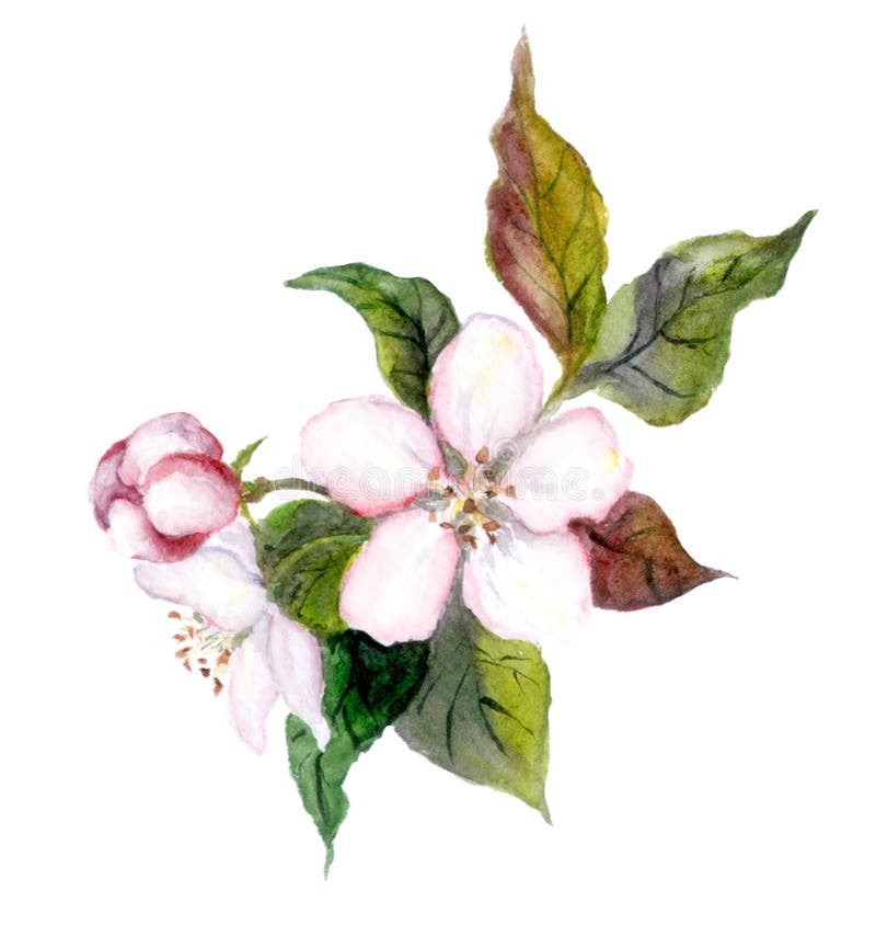 Apple Tree Flowers, Watercolor Illustration Stock Illustration Illustration of colorful