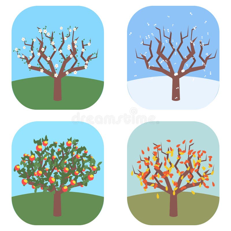 Four Seasons Apple Tree Stock Illustrations 189 Four Seasons Apple