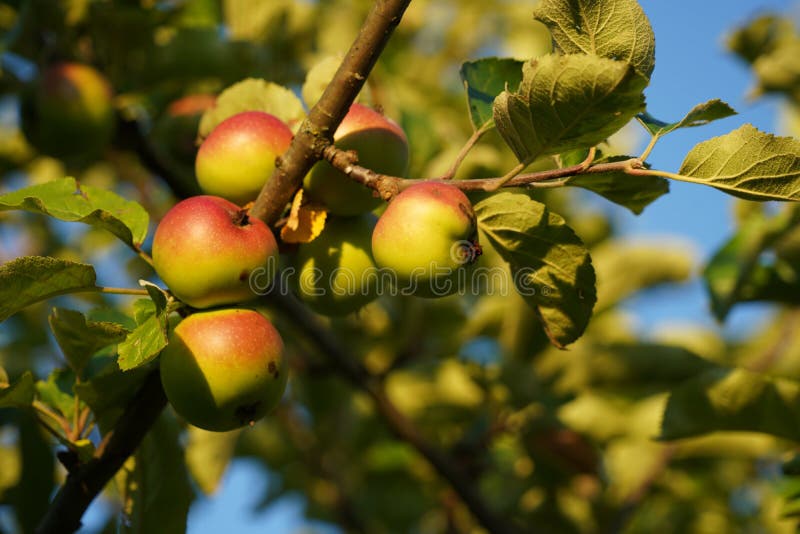 Auf der suche nach hoch Krone aus alt apfelbaum.